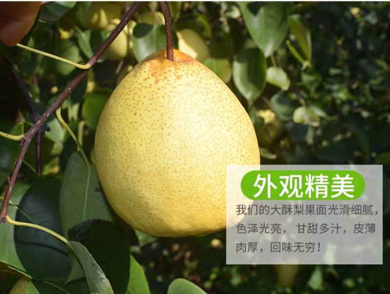 蒲城酥梨大量批发零售一件代发一级货包邮