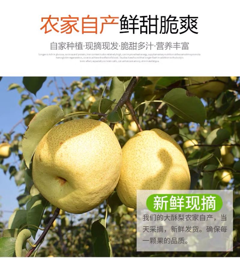 蒲城酥梨大量批发零售一件代发一级货包邮