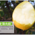 蒲城酥梨大量批发零售一件代发一级货包邮
