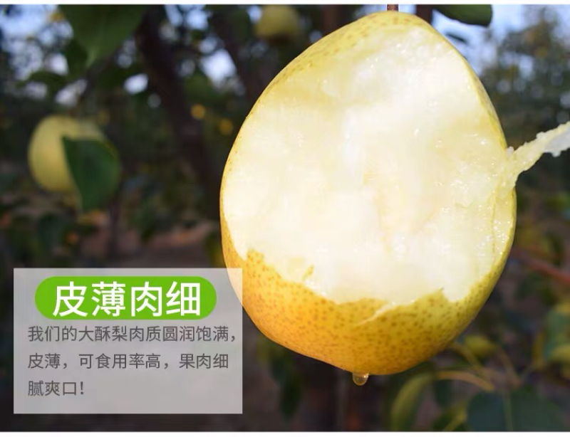 蒲城酥梨大量批发零售一件代发一级货包邮