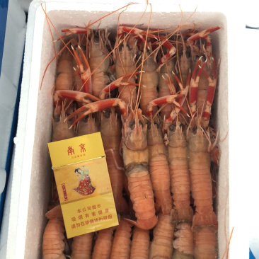 海龙虾
