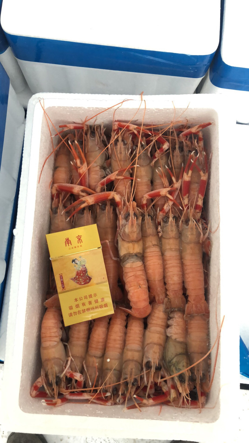海龙虾