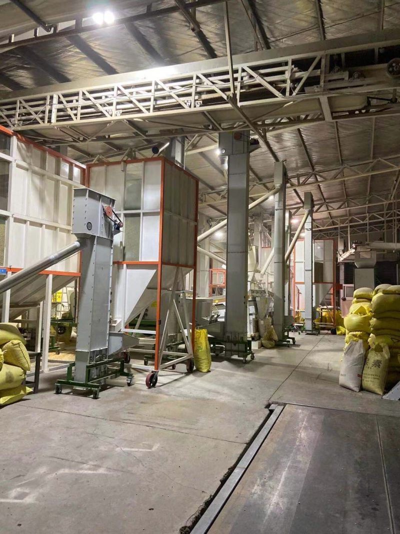 大豆黑脐王