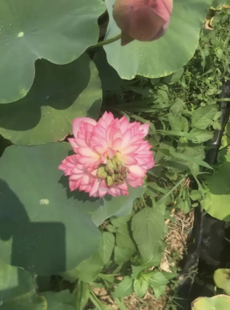 一手货源.多色水生睡莲.盆栽睡莲