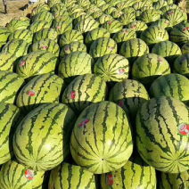 旱地西瓜