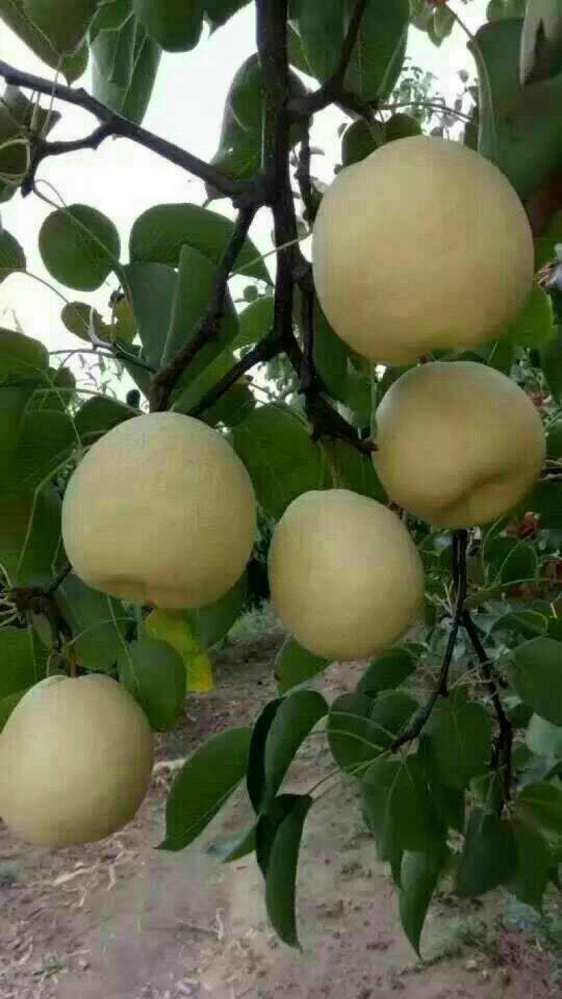 贡梨150~200g纸袋