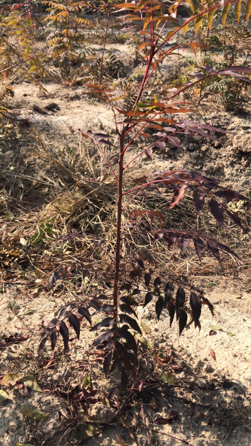 江西黄连木一年生小苗培育种植基地大量供应