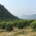 大量沙糖桔，地址广东阳山