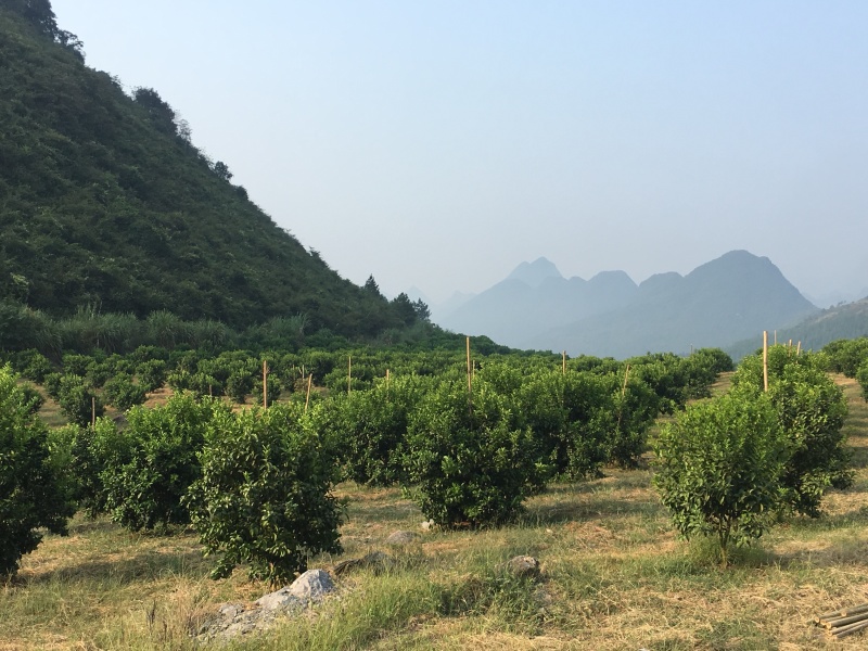 大量沙糖桔，地址广东阳山