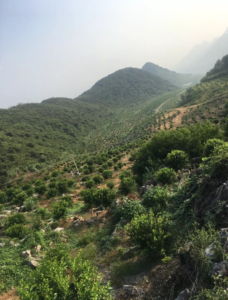 沙糖桔，地址广东阳山