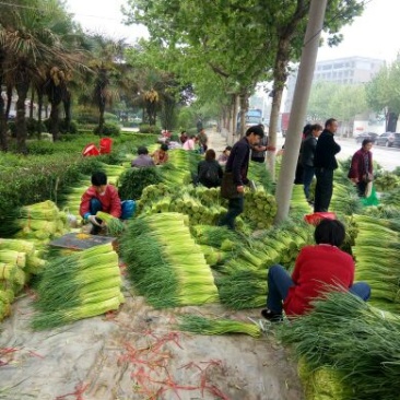 【推荐】红帽蒜薹50~60厘米冷库大量供应量大优惠