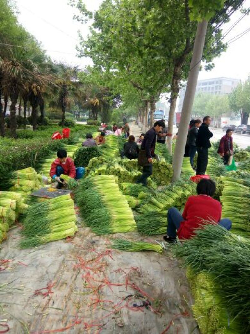 【推荐】红帽蒜薹50~60厘米冷库大量供应量大优惠