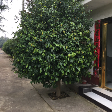 含笑数量剩余14个需要联系