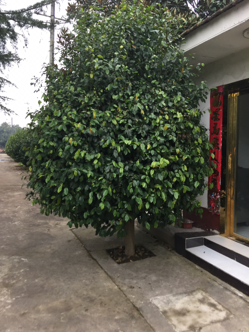 含笑数量剩余14个需要联系