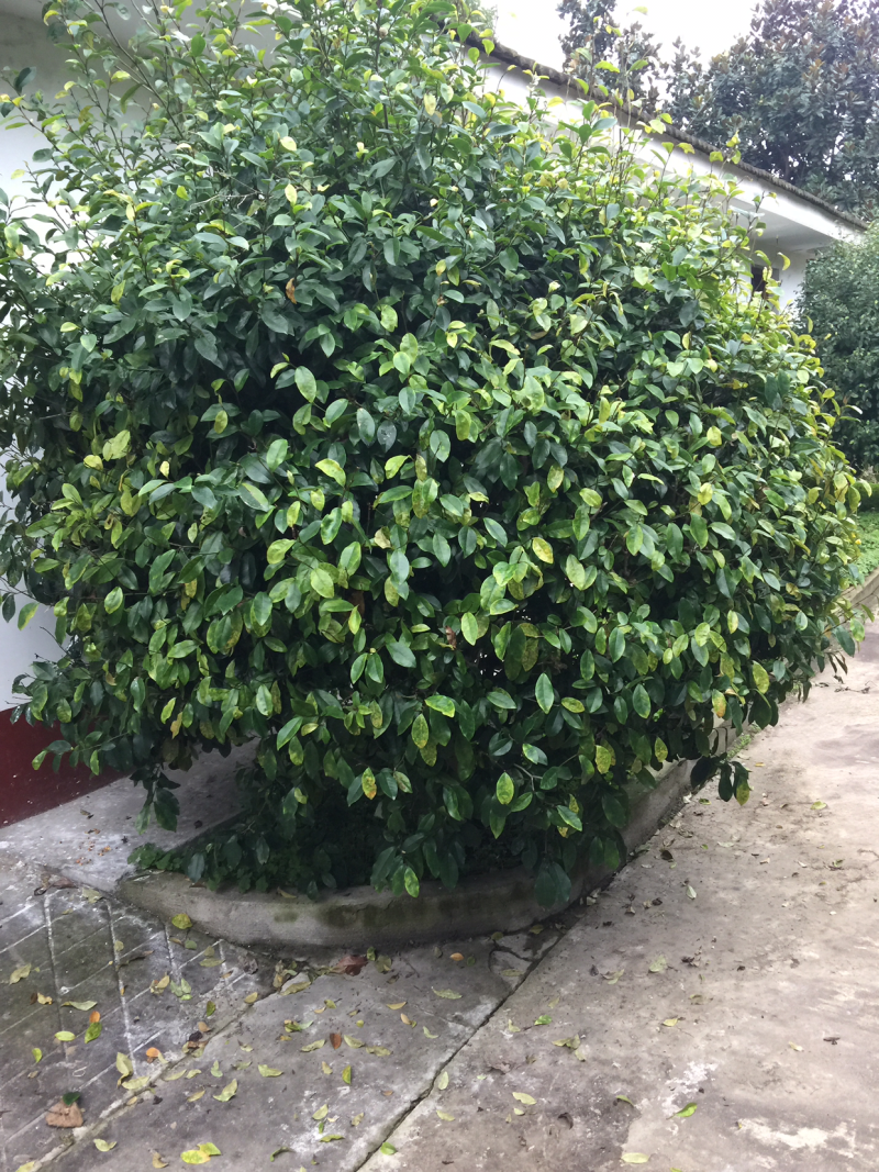 含笑数量剩余14个需要联系