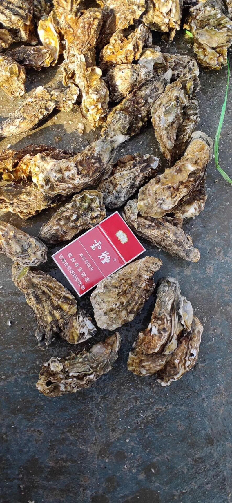 生蚝批发，有量的老板们速度下单，大量上货了