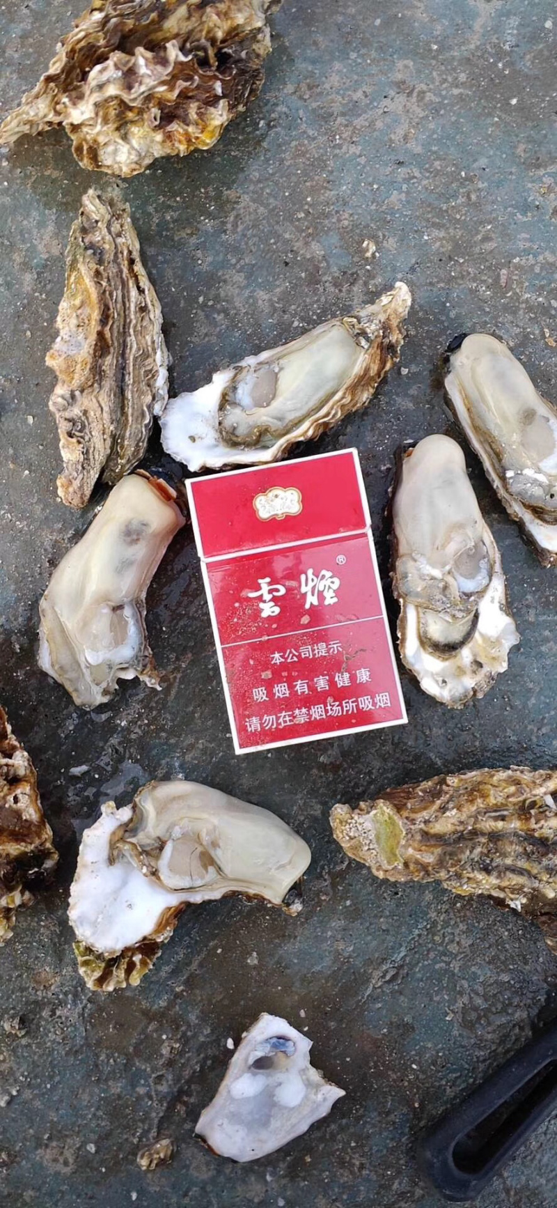 生蚝批发，有量的老板们速度下单，大量上货了