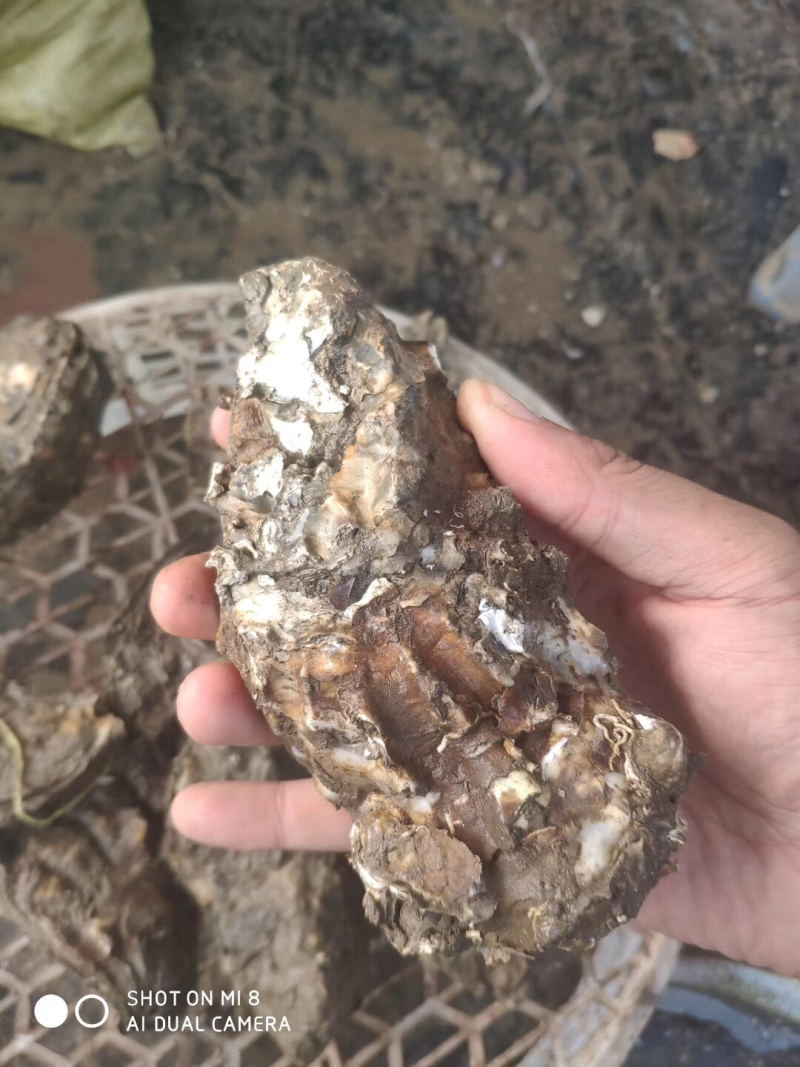 生蚝便宜批发，大量有货。！！！！！！！！！