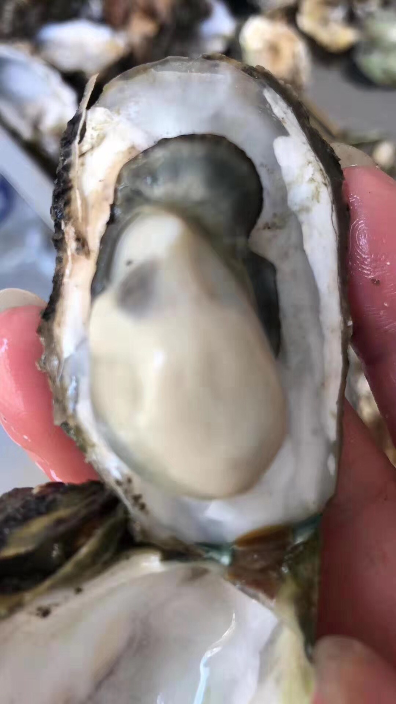 生蚝便宜批发，大量有货。！！！！！！！！！