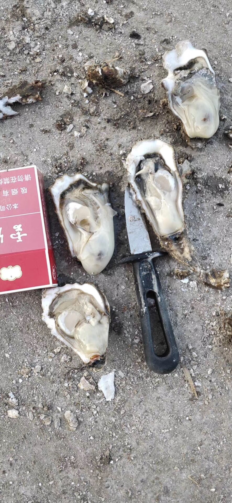 生蚝季节大量批发牡蛎，海蛎子！！！！！！！！