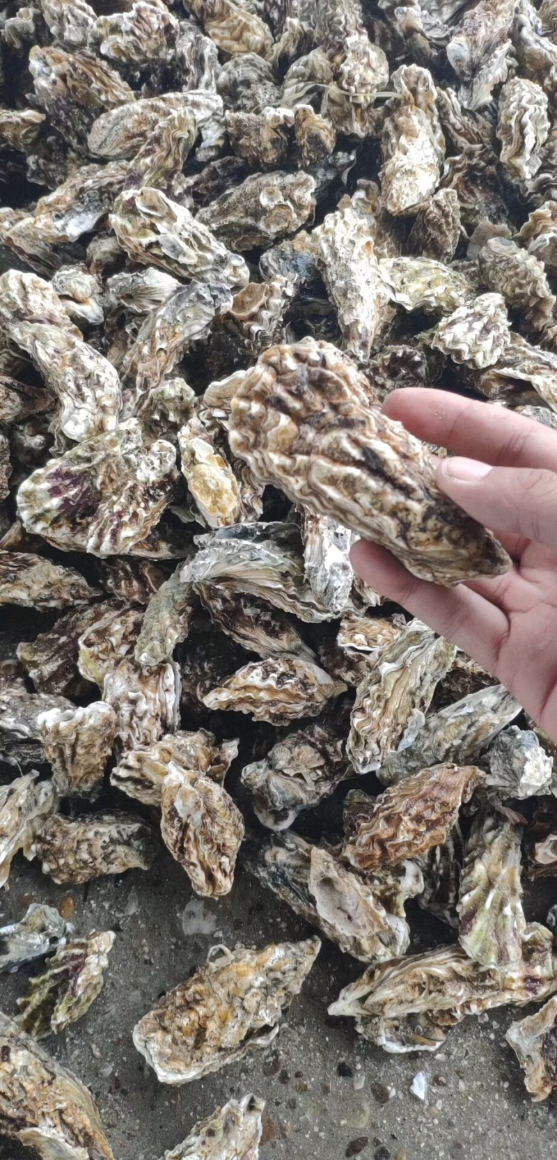 生蚝，海蛎子，牡蛎。批发价格便宜，质量有保障