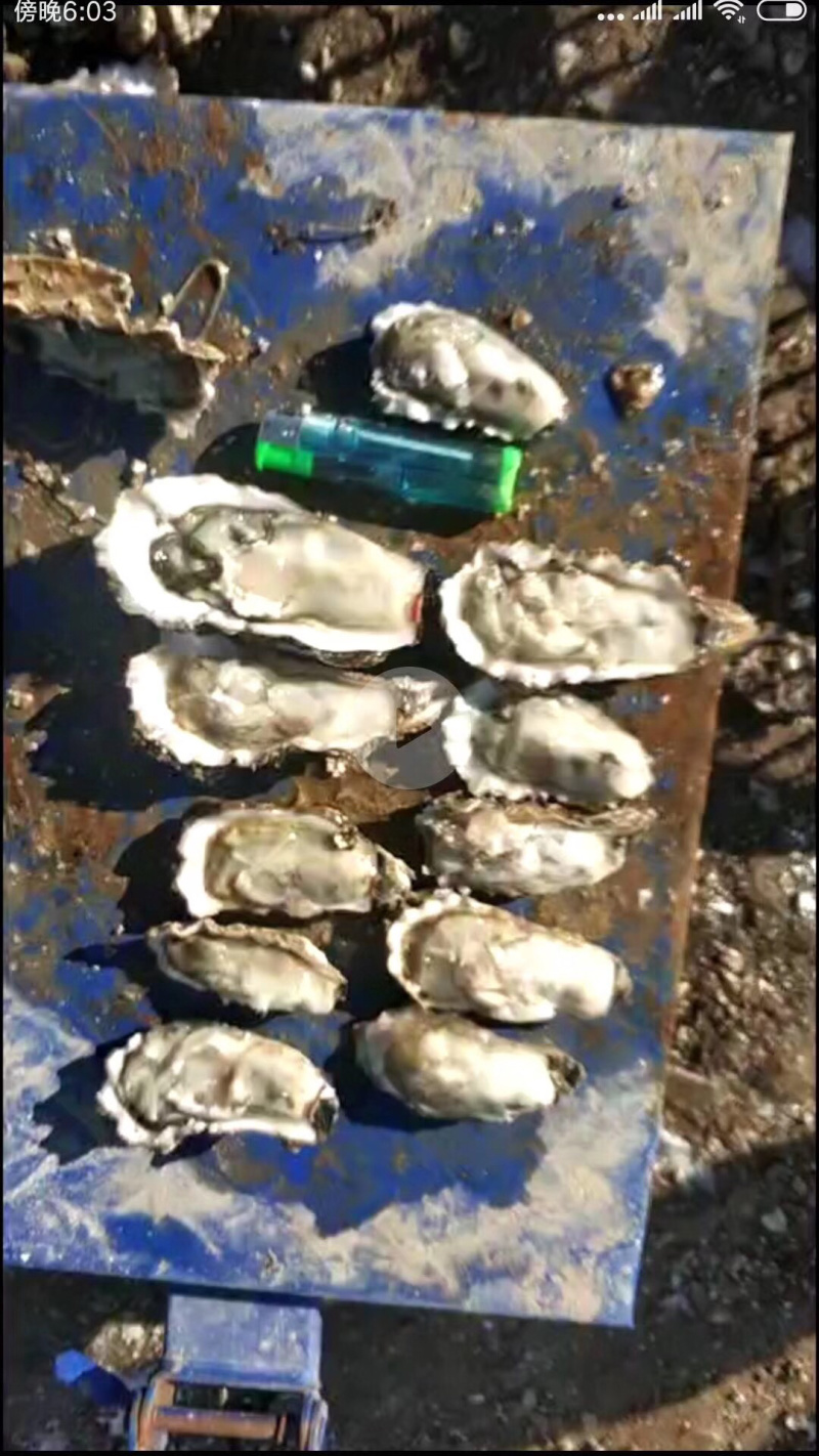 生蚝，海蛎子，牡蛎。批发价格便宜，质量有保障