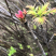 香椿芽