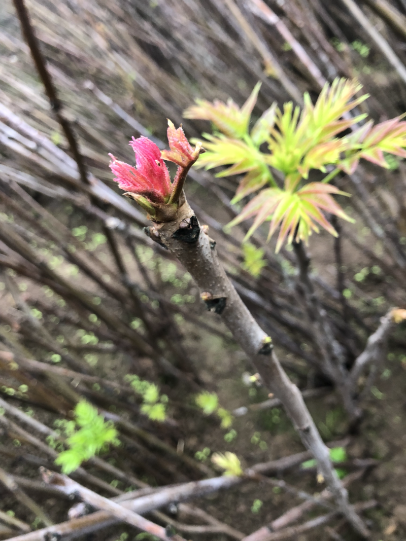 香椿芽