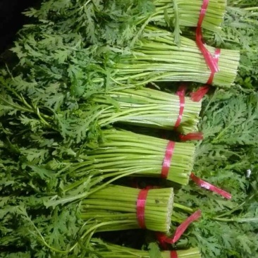 茼蒿25~30cm潍坊蒿子秆供应商超各大平台