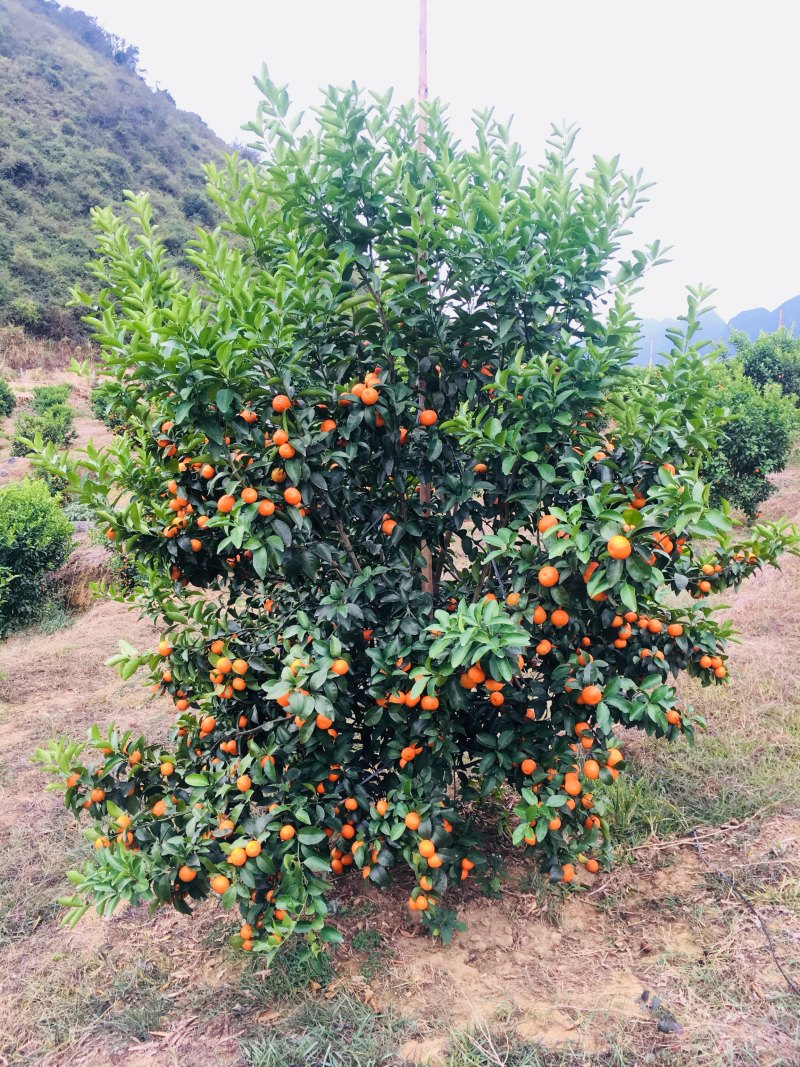 沙糖桔，广东阳山