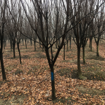 紫叶李红叶李5公分规格齐全，苗圃直发，提供发票