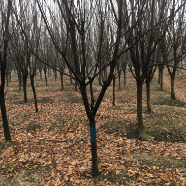 紫叶李红叶李5公分规格齐全，苗圃直发，提供发票