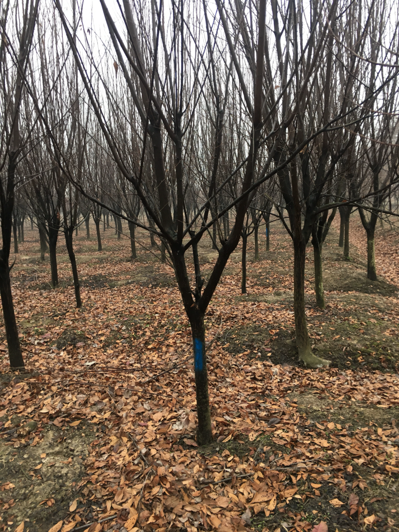 紫叶李红叶李5公分规格齐全，苗圃直发，提供发票