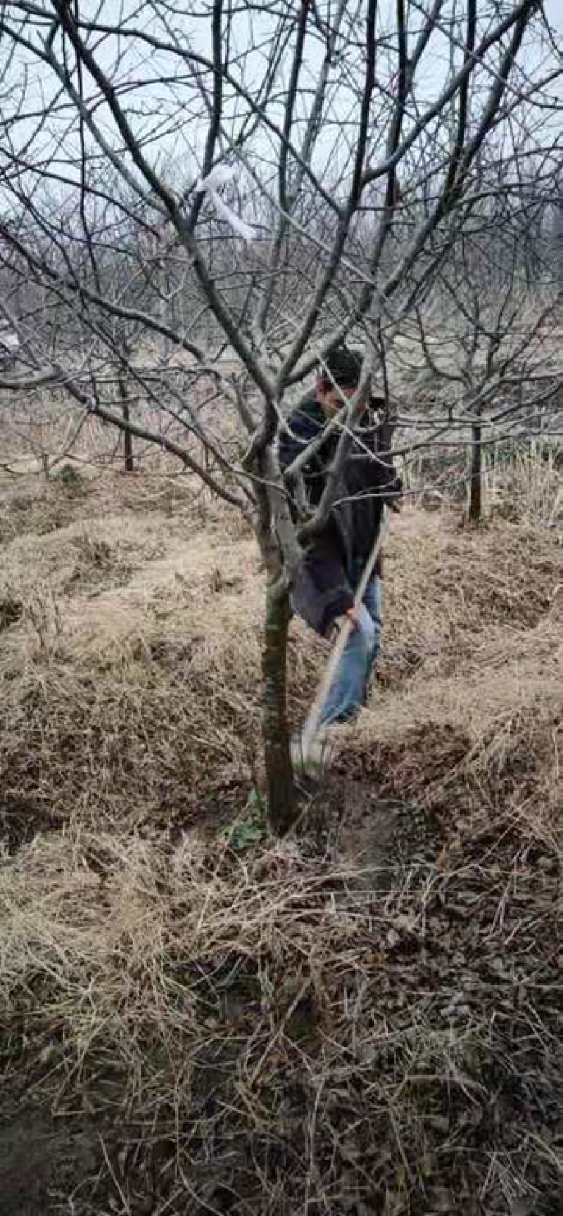 垂丝海棠苗圃基地直发，精品垂丝海棠，提供发票