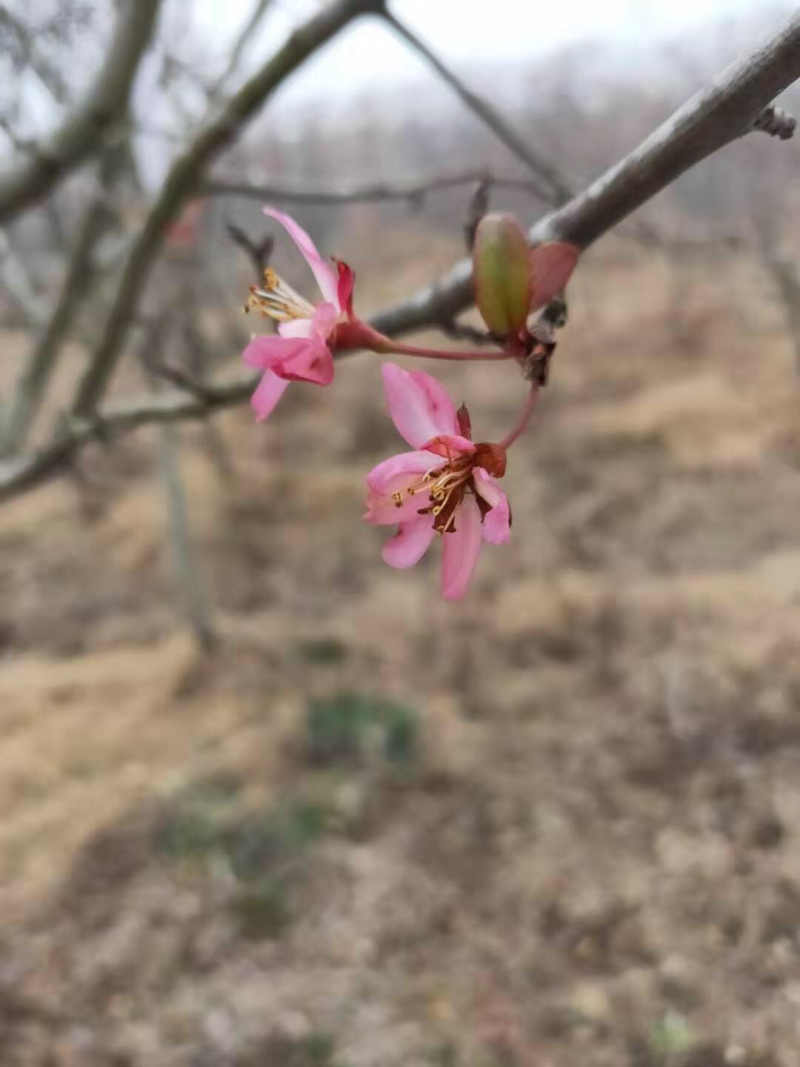 垂丝海棠苗圃基地直发，精品垂丝海棠，提供发票