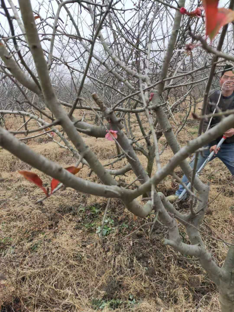 垂丝海棠苗圃基地直发，精品垂丝海棠，提供发票