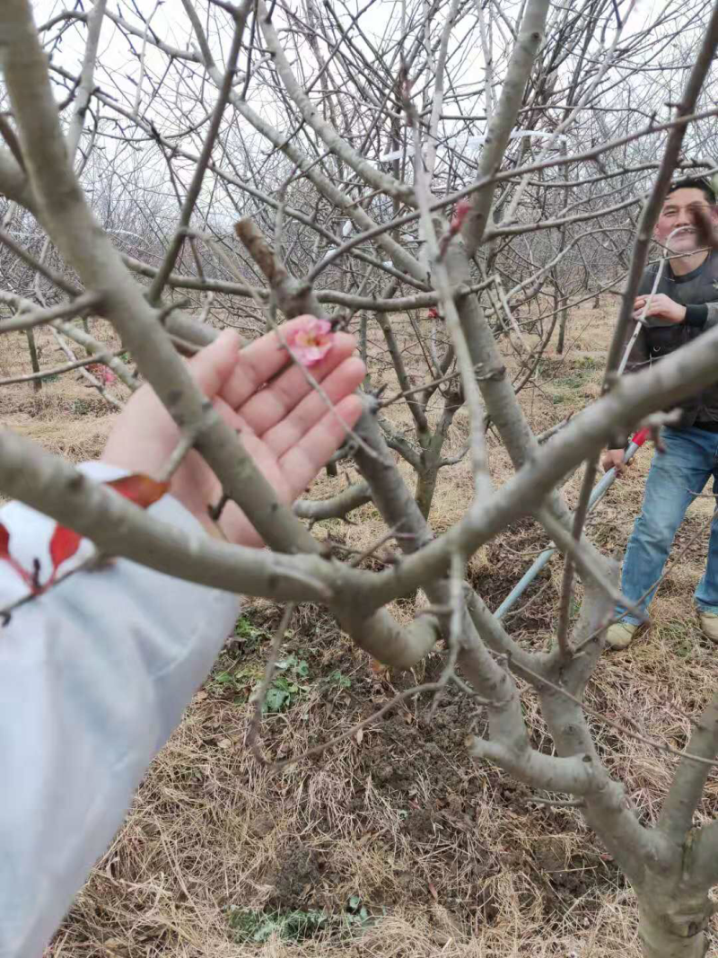 垂丝海棠苗圃基地直发，精品垂丝海棠，提供发票