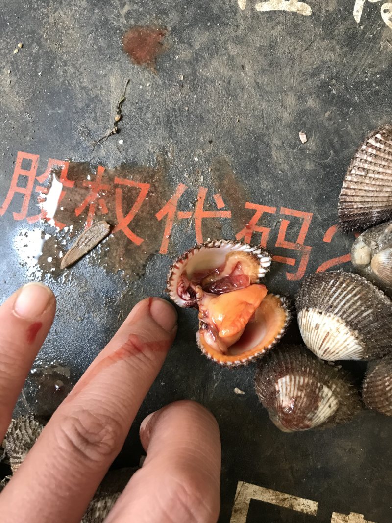 毛蛤血蛤毛蛤鲜活新鲜海鲜水产贝类赤连云港特产蛤蜊毛蚬