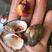 毛蛤血蛤毛蛤鲜活新鲜海鲜水产贝类赤连云港特产蛤蜊毛蚬