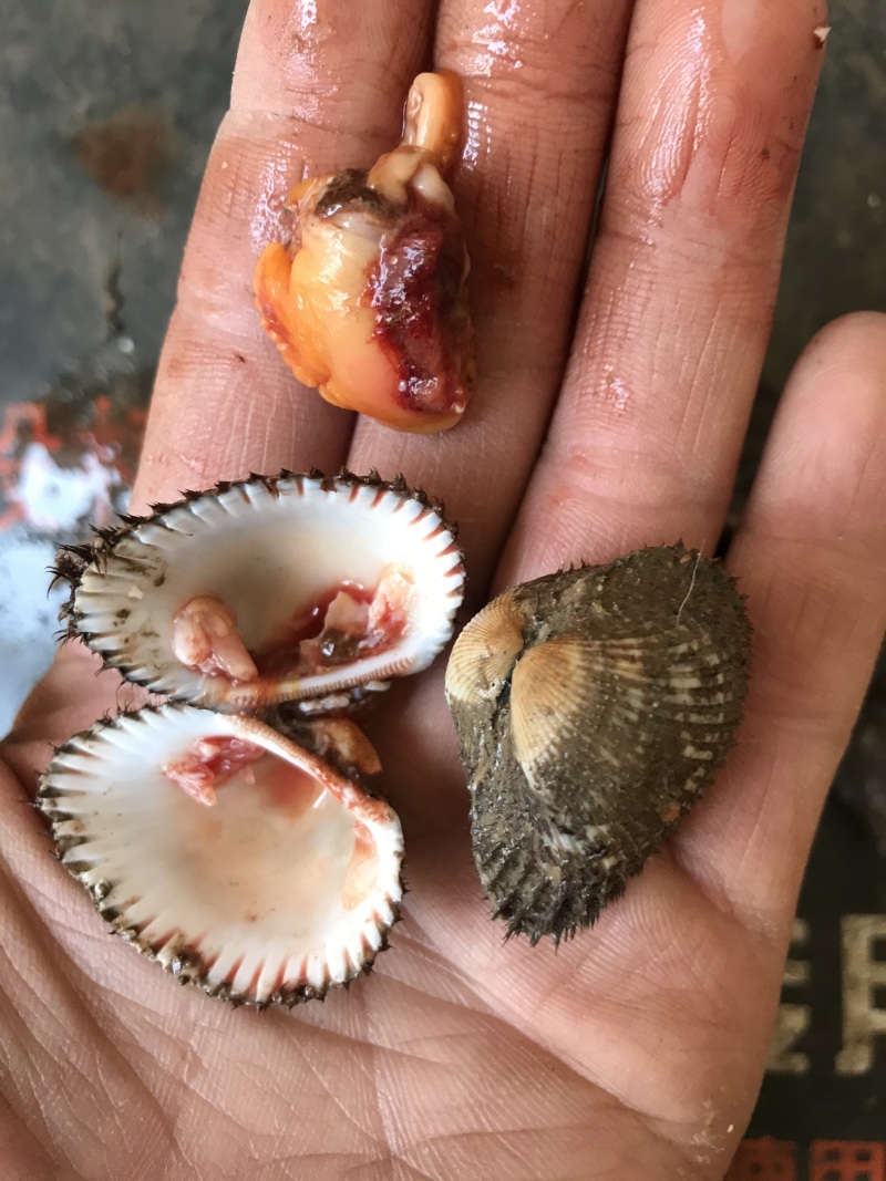 毛蛤血蛤毛蛤鲜活新鲜海鲜水产贝类赤连云港特产蛤蜊毛蚬