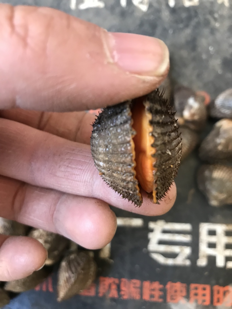 毛蛤血蛤毛蛤鲜活新鲜海鲜水产贝类赤连云港特产蛤蜊毛蚬