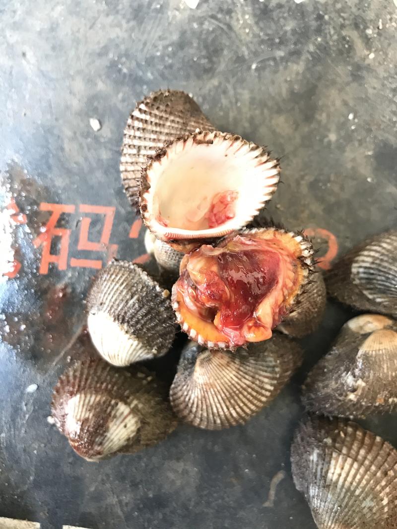 毛蛤血蛤毛蛤鲜活新鲜海鲜水产贝类赤连云港特产蛤蜊毛蚬