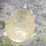 山瑞鳖5斤以上