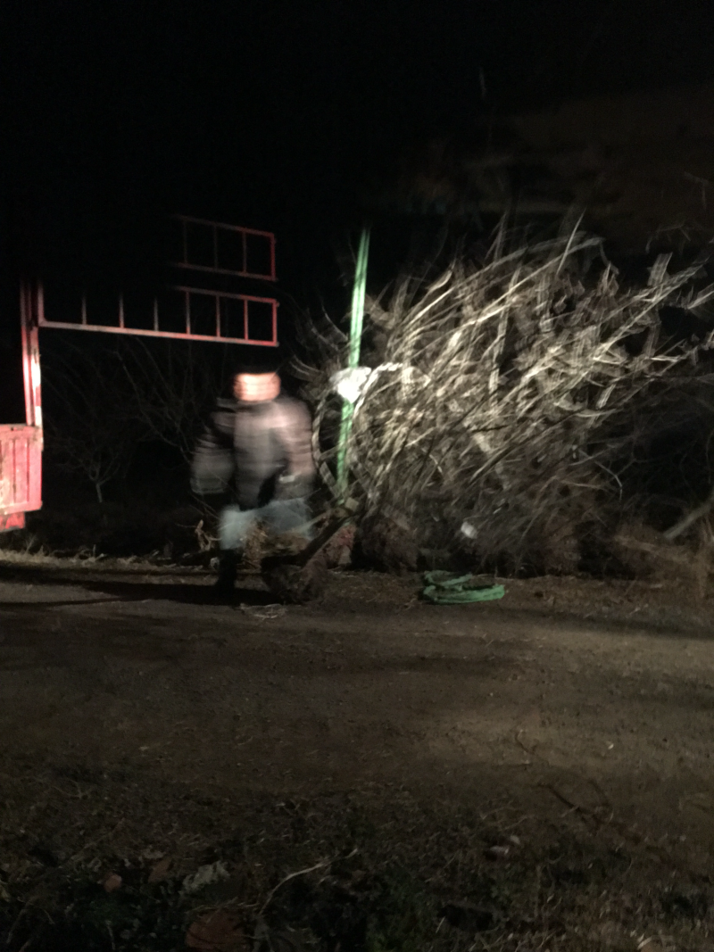 垂丝海棠苗圃基地直发，精品垂丝海棠，提供发票