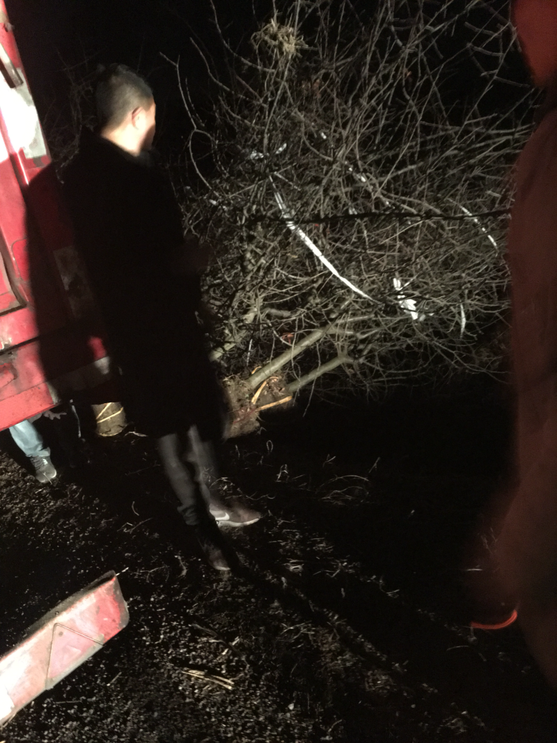 垂丝海棠苗圃基地直发，精品垂丝海棠，提供发票