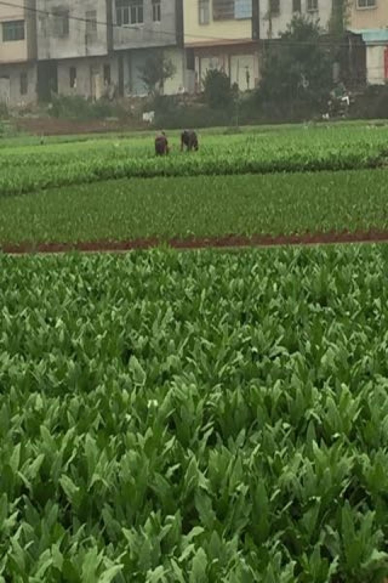 油麦菜