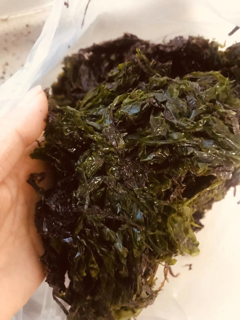 紫菜