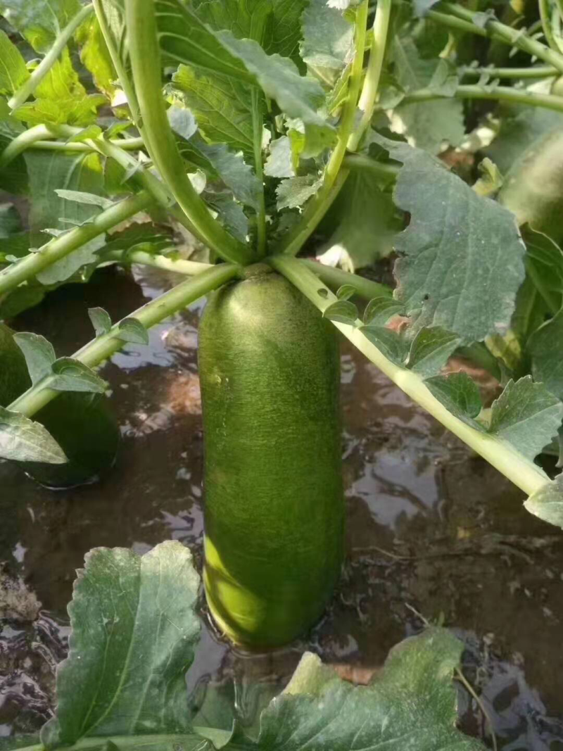 沙窝萝卜