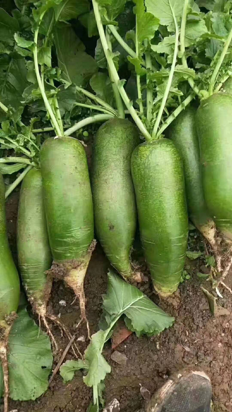 沙窝萝卜