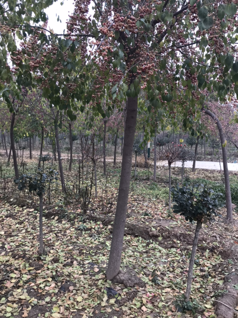 丝绵木6-10公分